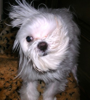dogblog02:12