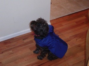 dograincoat