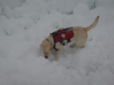SMR search dog searches avalanche debris on Granite Mountain, 4/13/13.  Photo: Seattle Mountain Rescue Facebook page