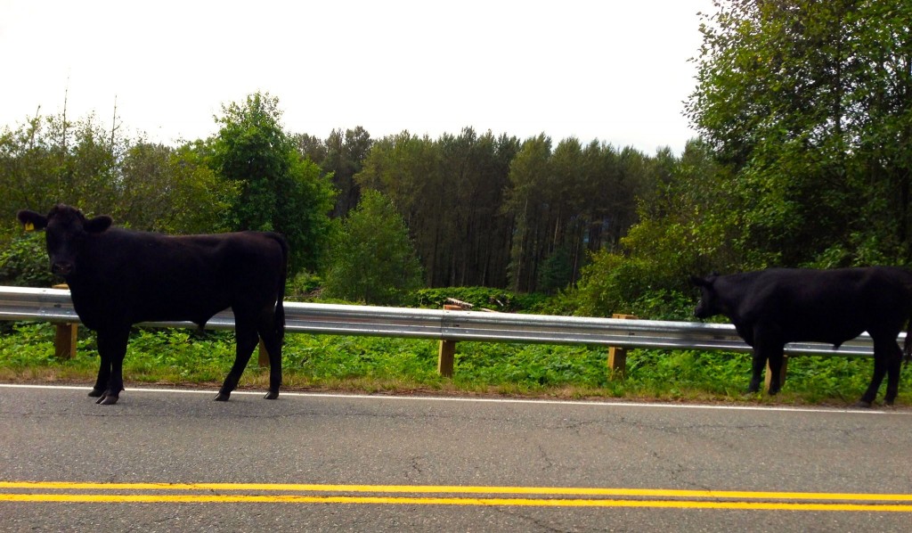 Cows spotted on August 17, 2013 on Reinig Road near Snoqualmie.