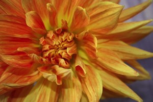 dahlia