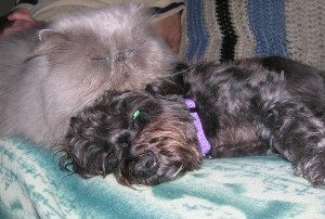 catdog