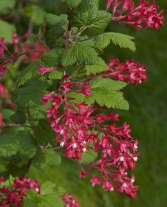 nativeplant