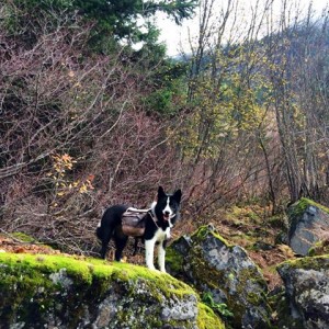 schatzi