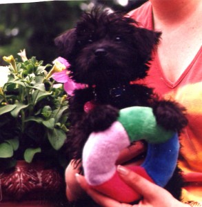 Puppy Lola
