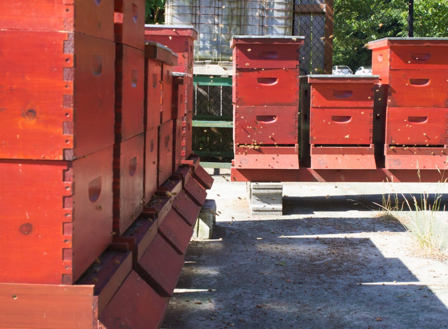 Salish Lodge hardworking Honey Bees and the 'Bee Man' behind the sweet ...