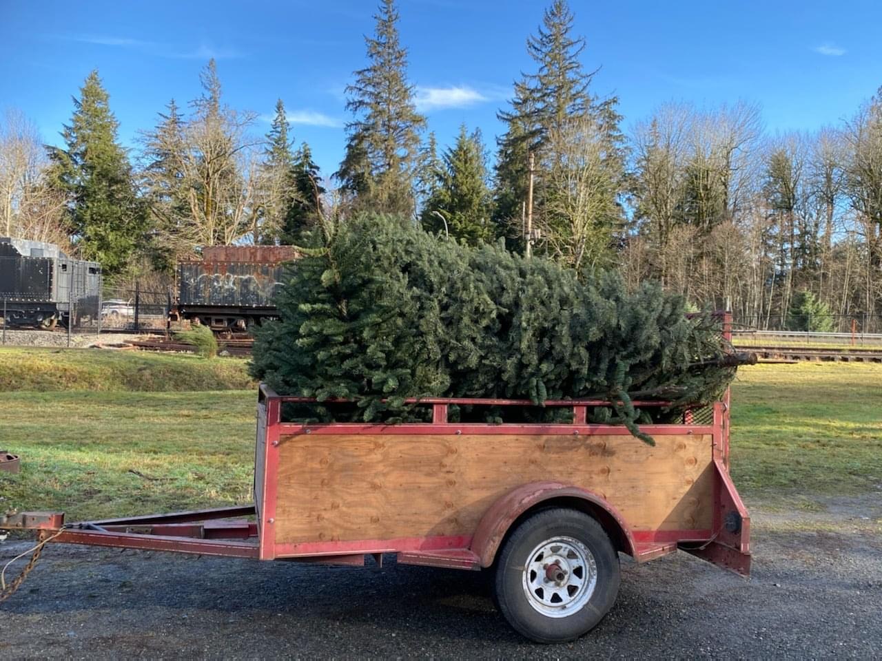 Local Scouts Collecting Christmas Trees this Weekend for Big Annual